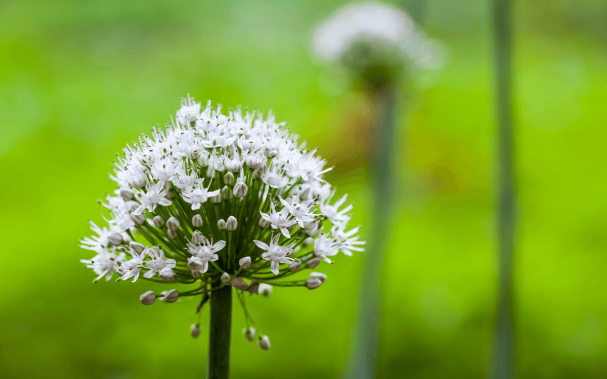 Natürliche Potenzmittel: Symbolbild Lauchgewächs Natural sexual enhancers: symbolic image of the allium plant