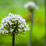 Natürliche Potenzmittel: Symbolbild Lauchgewächs Natural sexual enhancers: symbolic image of the allium plant