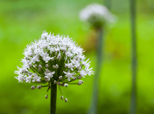 Natürliche Potenzmittel: Symbolbild Lauchgewächs Natural sexual enhancers: symbolic image of the allium plant